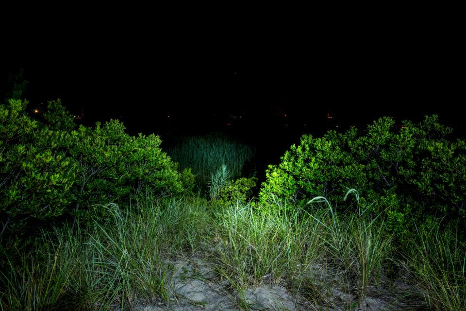 Bethany Beach Firefly Survey - 2019