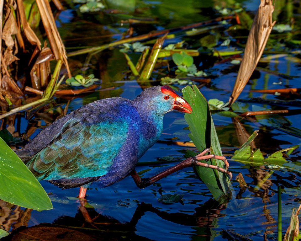 Gray-headed Swamphen