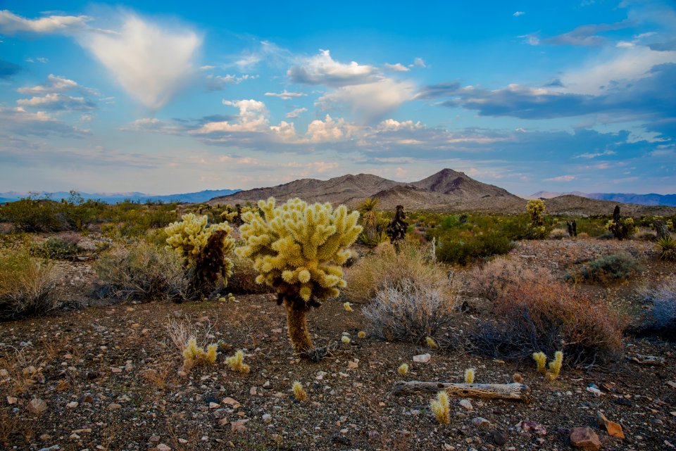 Bigelow Cholla Garden Wilderness