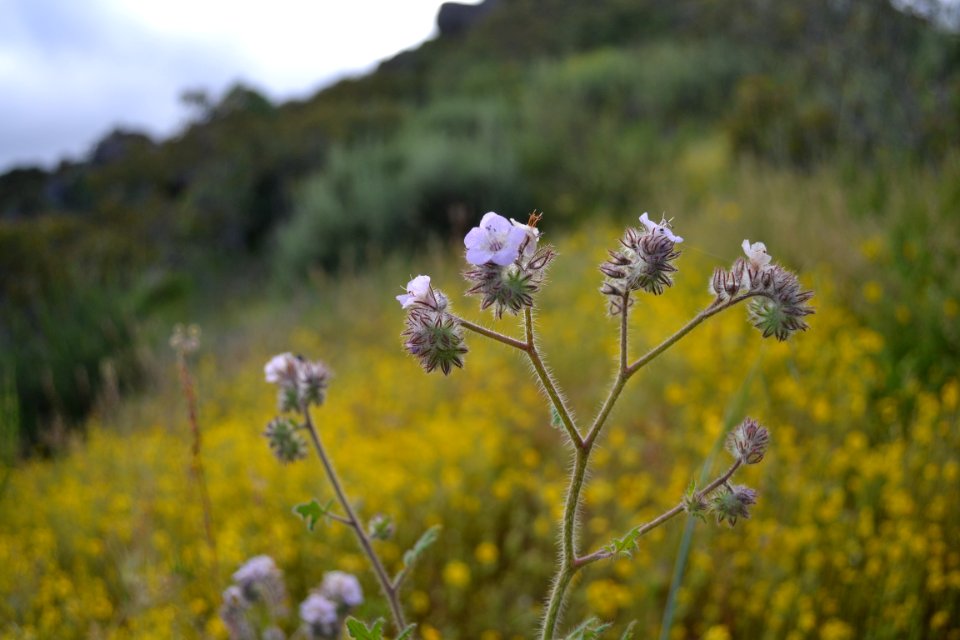 Caterpillar phacelia
