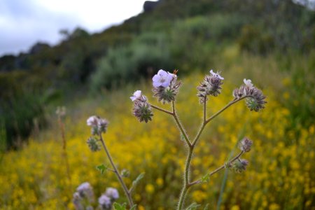 Caterpillar phacelia