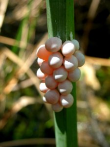 Apple Snail Eggs