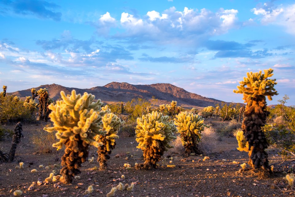 Bigelow Cholla Garden Wilderness
