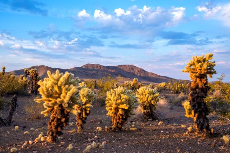 Bigelow Cholla Garden Wilderness photo