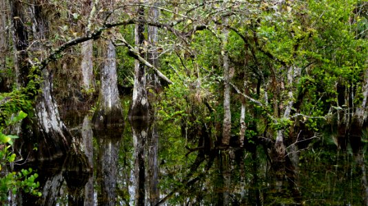 Sweetwater Strand photo