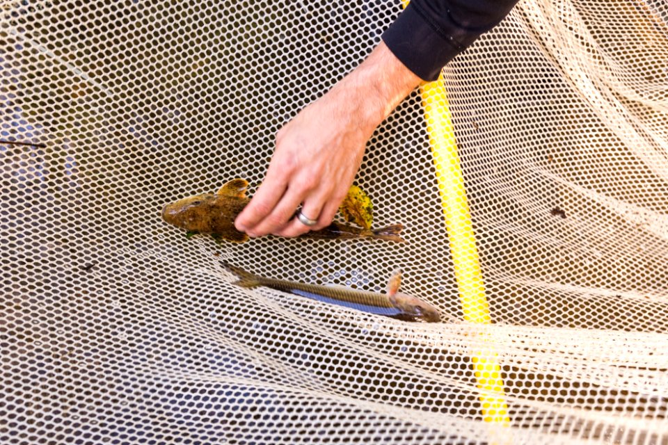 Chesapeake logperch surveying