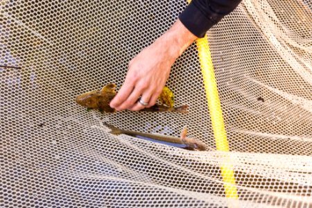 Chesapeake logperch surveying
