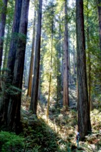 Headwaters Forest Reserve