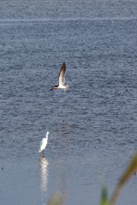 Chincoteague National Wildlife Refuge