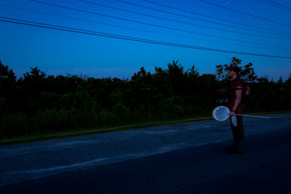 Bethany Beach Firefly Survey - 2019