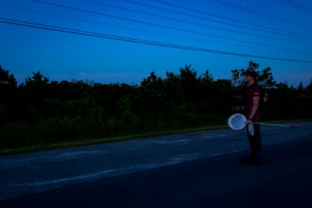 Bethany Beach Firefly Survey - 2019