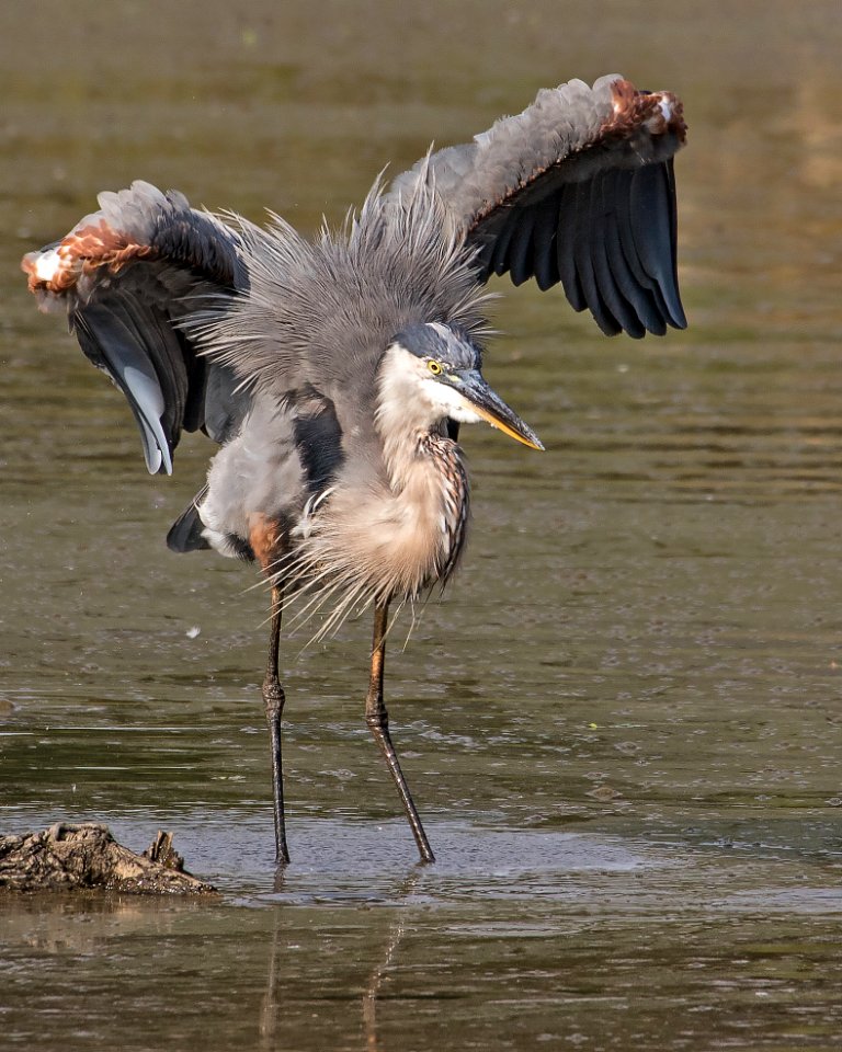 Great Blue Heron photo