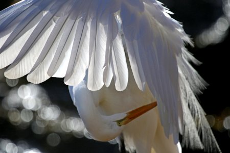 Great Egret photo