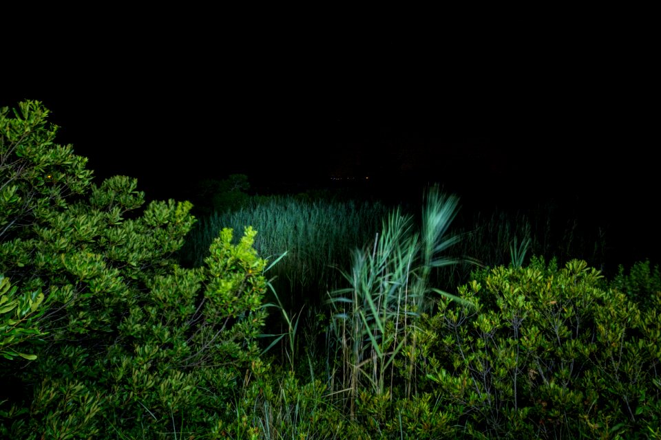 Bethany Beach Firefly Survey - 2019