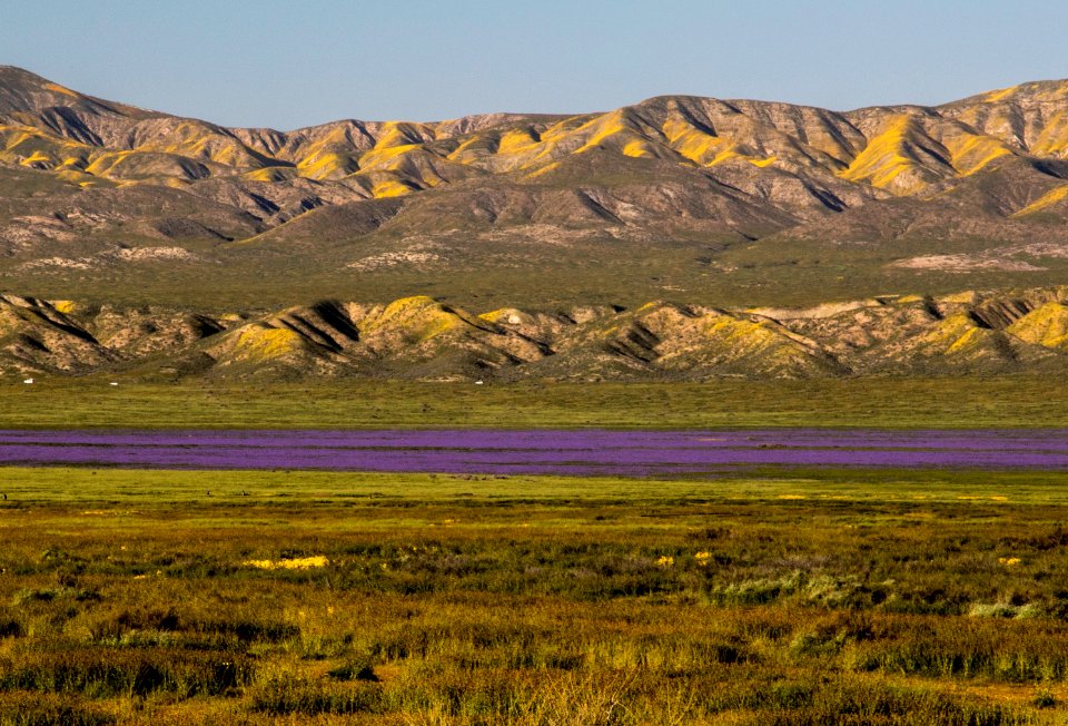 Super Bloom 2017 at Carrizo Plain National Monument