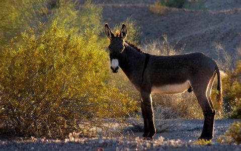 Wild Burro