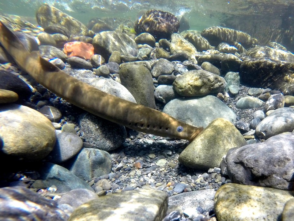WINNER: Lamprey in Arcata Field Office