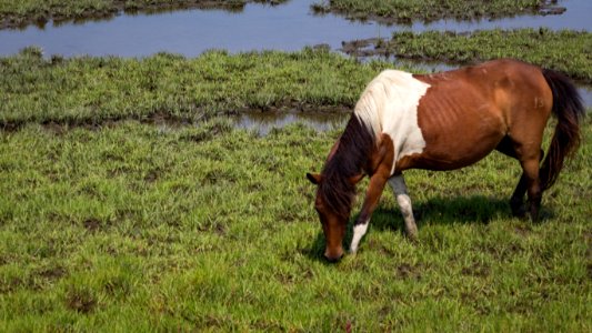 Chincoteague National Wildlife Refuge