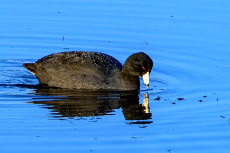 American Coot St. Marks NWR