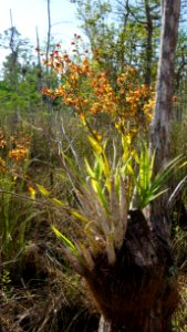 Cowhorn Orchid
