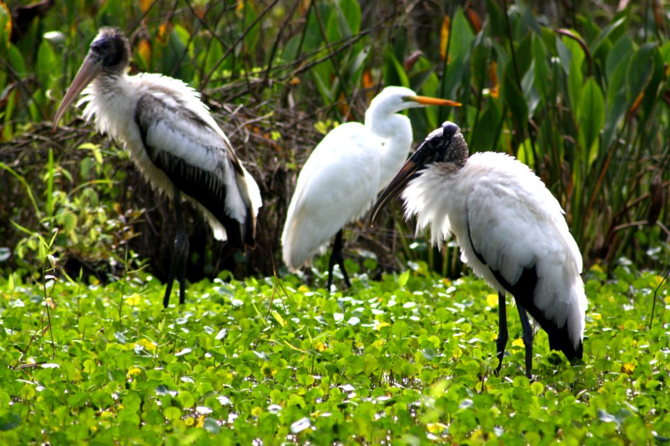 woodstorks and great egret