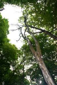 IBat roost tree on Morgan-Monroe State Forest in IN 2015, A. King