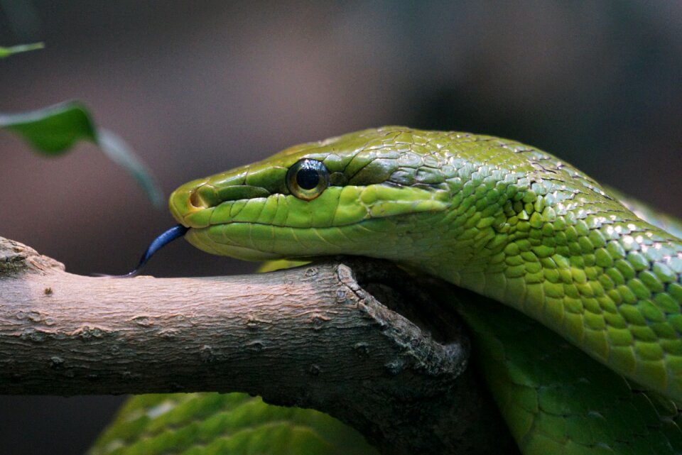 Snake non toxic head