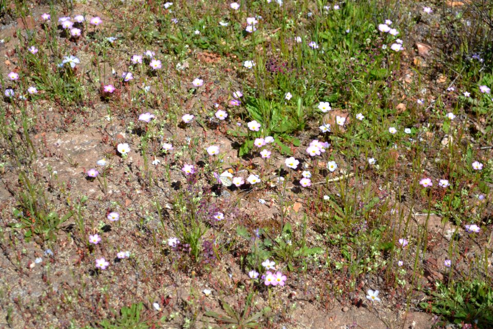 Ground Pinks with an orange tip butterfly