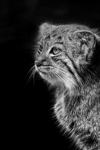 Black and white cat feline