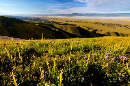April 2019 Wildflowers at Carrizo Plain National Monument