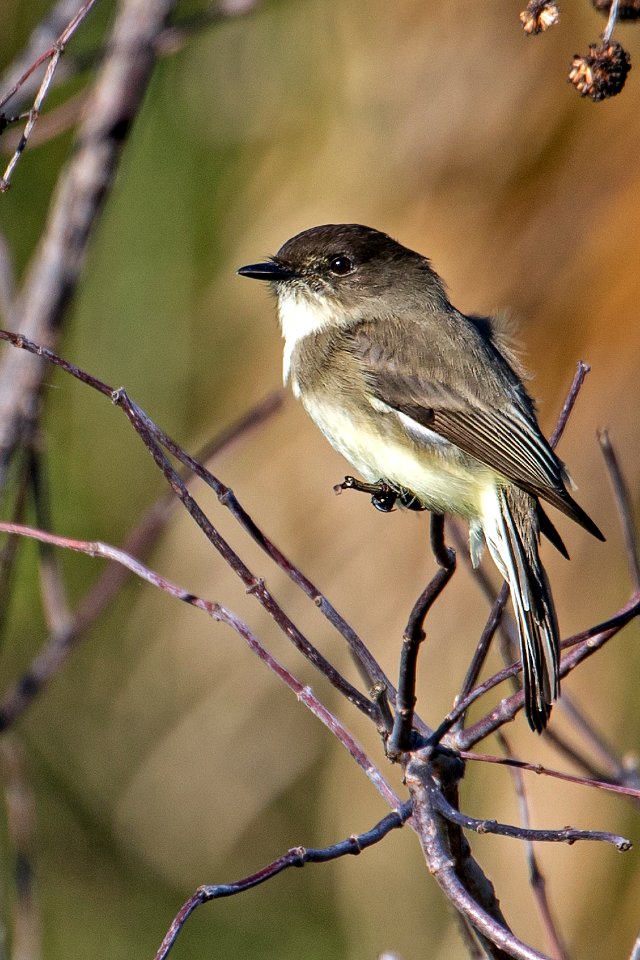 Eastern Phoebe St. Marks NWR