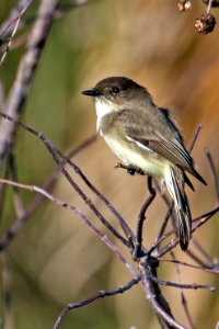 Eastern Phoebe St. Marks NWR