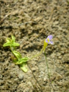 butterwort photo