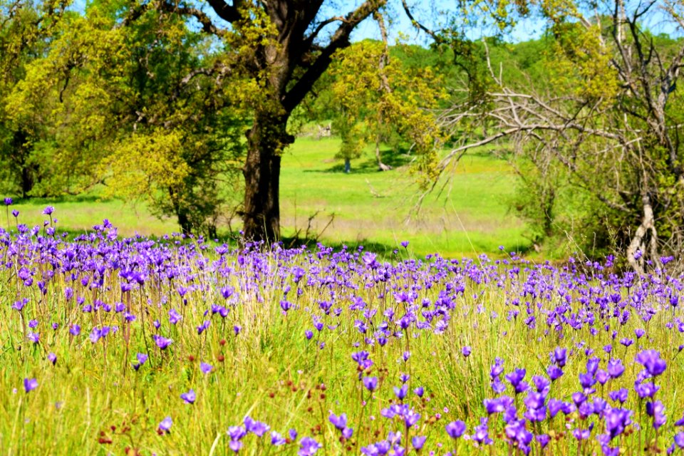Sacramento River Bend Outstanding Natural Area