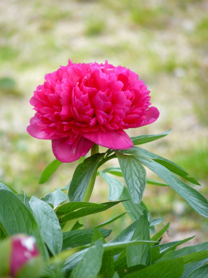 Peony red flower garden