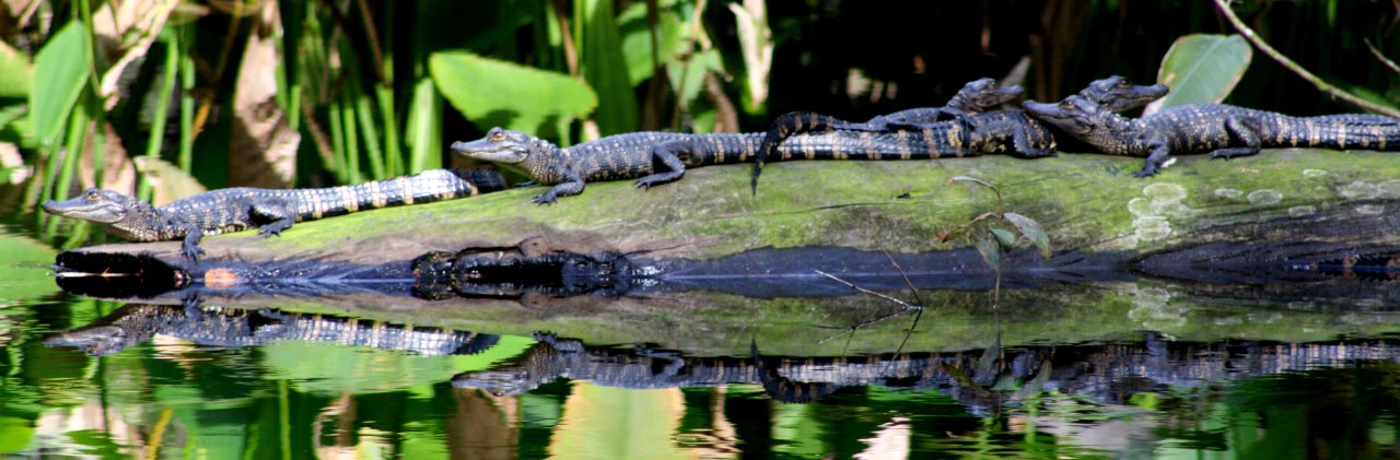 little gators