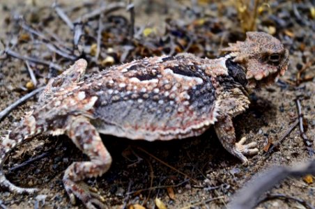 Horned Lizard