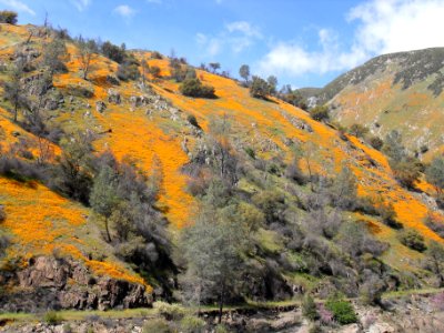 Poppy Mountain