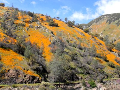 Poppy Mountain photo