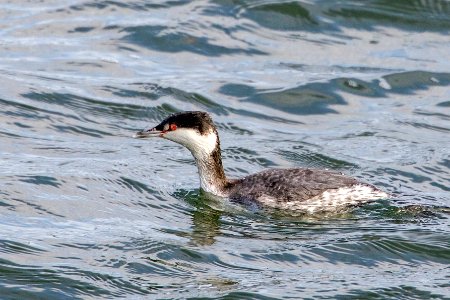 Horned Grebe in winter