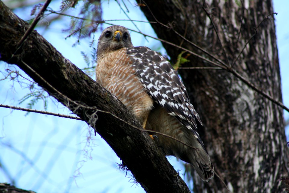 red shouldered hawk