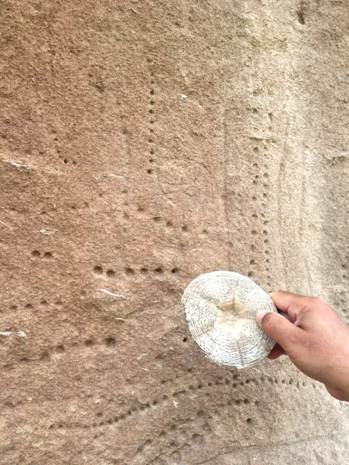 Fossils in El Centro Field Office