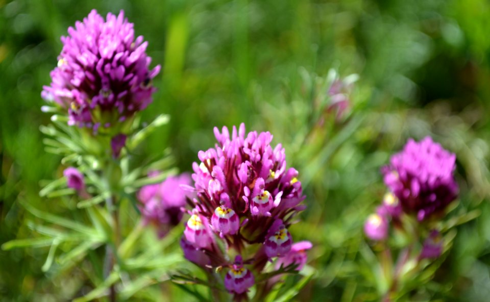 Owls clover