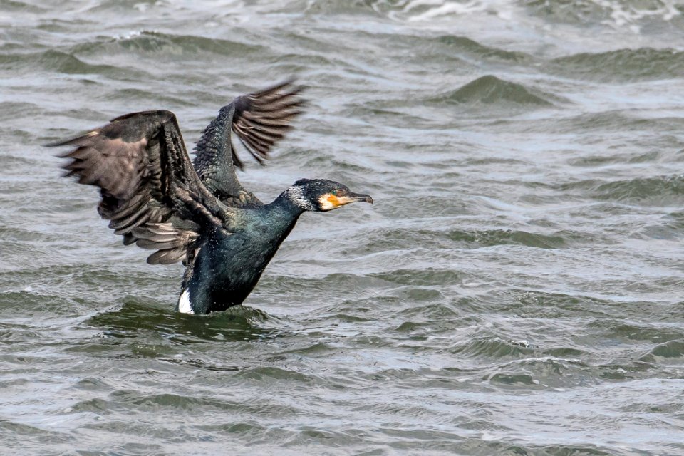 Great Cormorant in winter