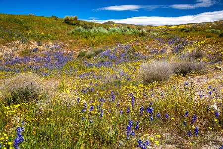 April 2019 Wildflowers at Carrizo Plain National Monument