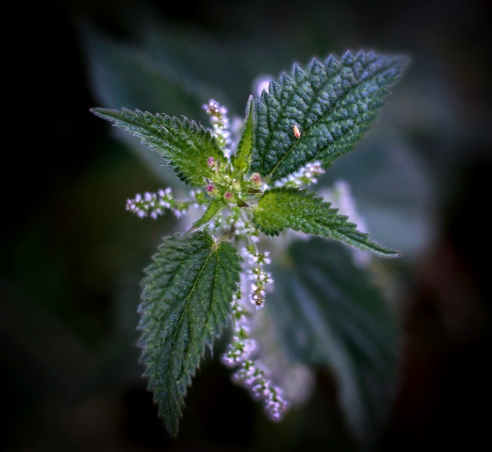 Picamato galicia medicinal plant