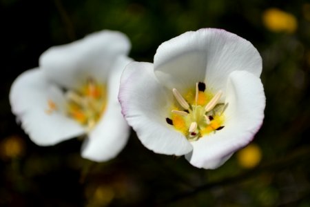 Dunn Mariposa lily