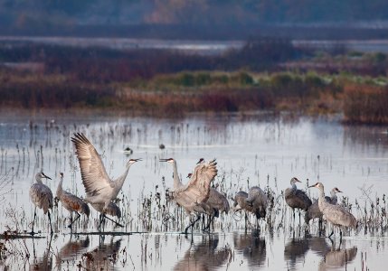 Cosumnes River Preserve