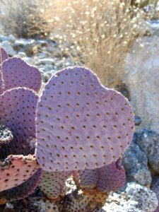 Nature in El Centro Field Office