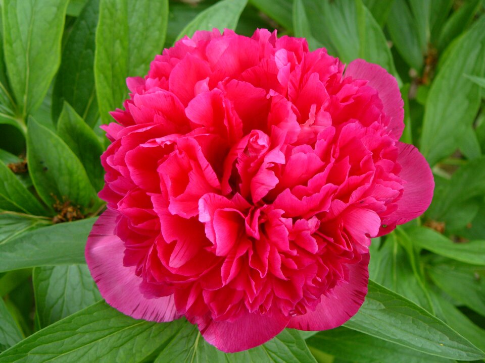Peony red flower garden